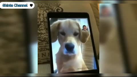 smart and cute dog