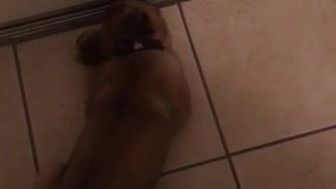 Belgian Malinois puppy Vader Vs. Doorstop