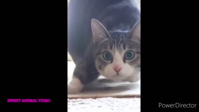 Cute and Funny Cat and Dog Video Compilation 😺😍 | Funny Animals #1 #2022