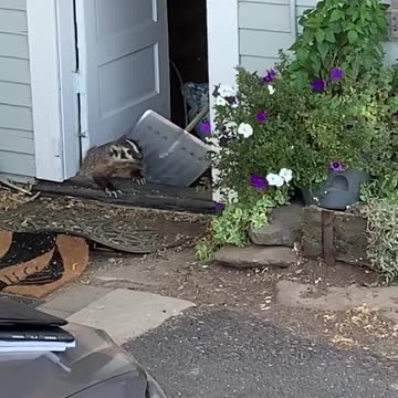 How to Remove A Badger From Your Home