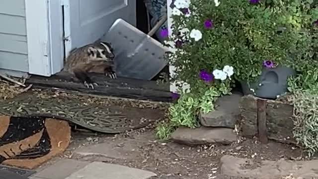 How to Remove A Badger From Your Home