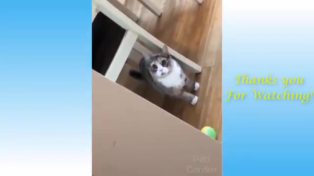 Cut and Funny cat video to keep you smiling