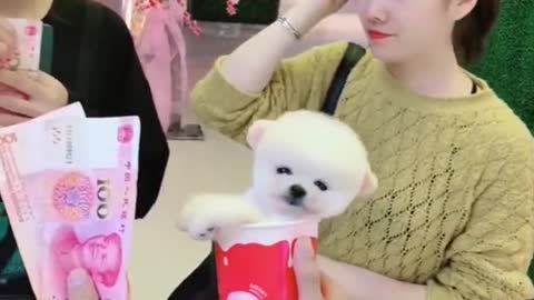 Funny Dogs