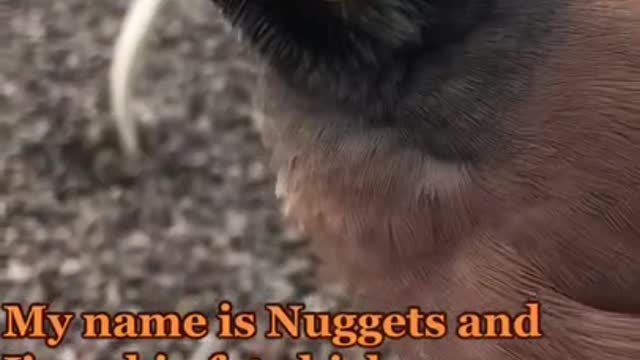 Funny Bird Talking