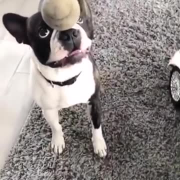 This dog knows how to balance the ball