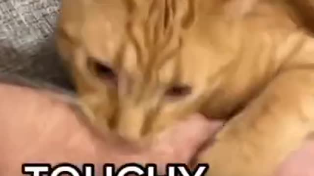 No touchy touchy 😂😂😂 FUNNY CAT VIDEO #shorts