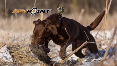 Saskatchewan Waterfowl Gold