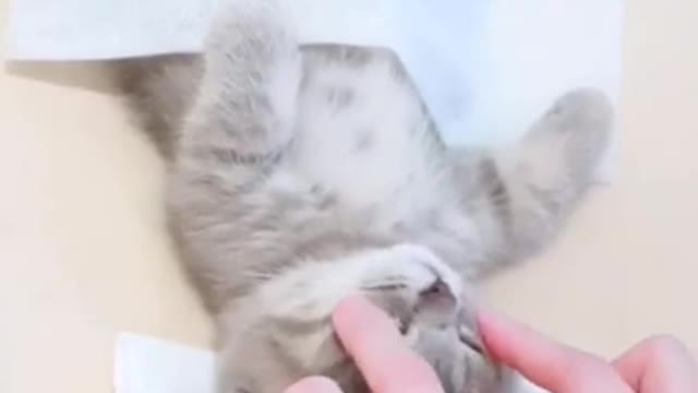 cute kitten on a relaxing day