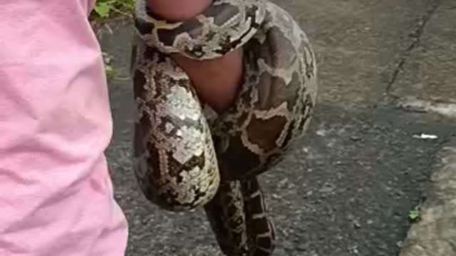 A large python stuck in the railway track was rescued 😱