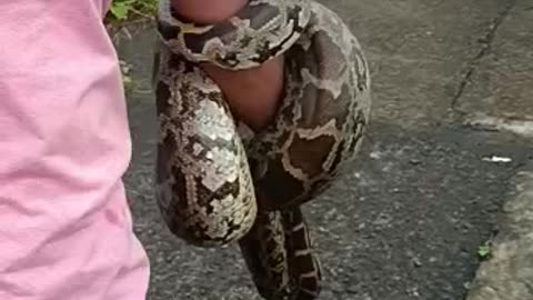 A large python stuck in the railway track was rescued 😱