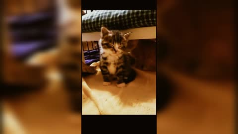 Funny video with kittens 2021