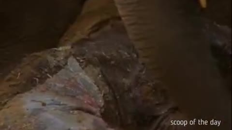Elephant gives birth