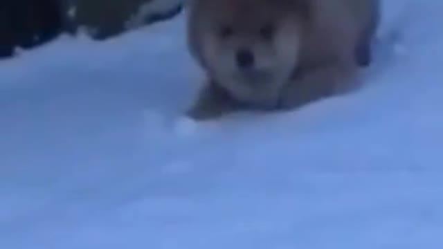 Funny Video of a Chow Puppy's First Time Seeing Snow