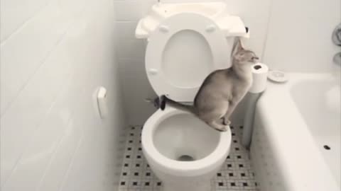 cat using toilet A toilet automatically flushing