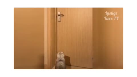 Cat opening the lock