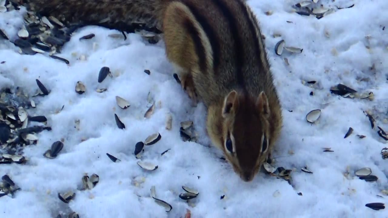 Chipmunk