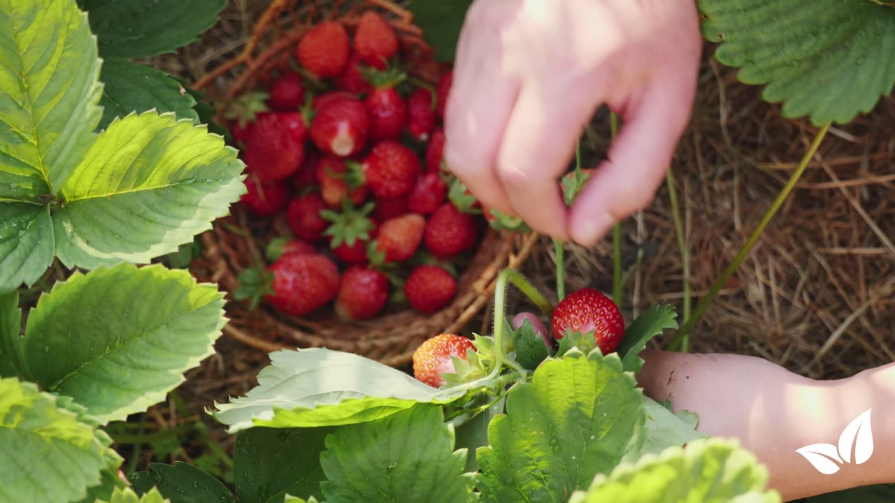 Garden Fertiliser All-In-One • Organifer