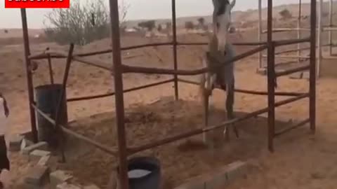 Cute and funny horse 🐴🐎🤣