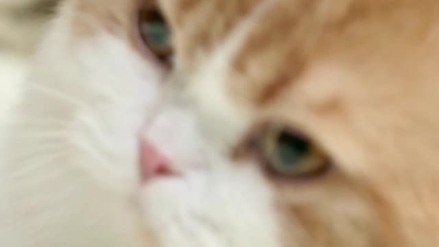 Baby Cats - Cute and Funny Cat Videos