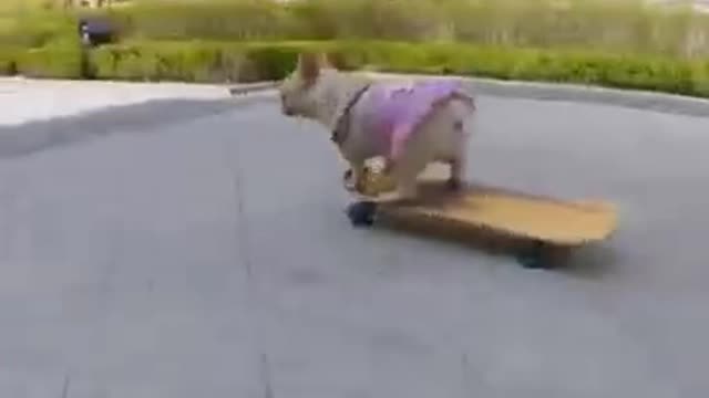 Skatedog 06