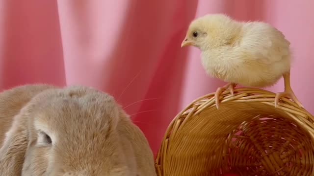 Pet rabbit and pet chicken