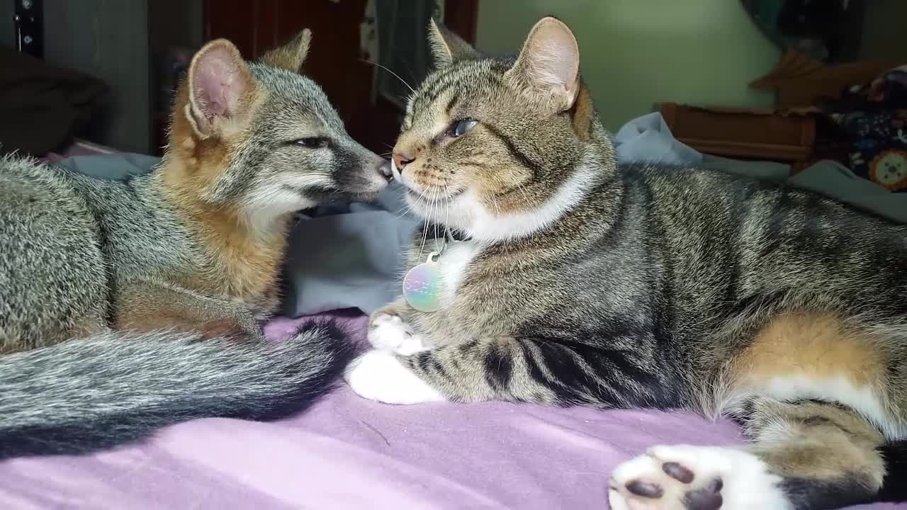 kitten snuggling and grooming its unusual companion, a baby fox.