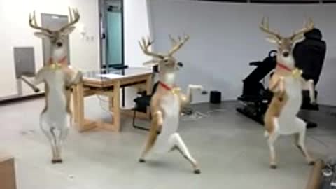 Animal dancing