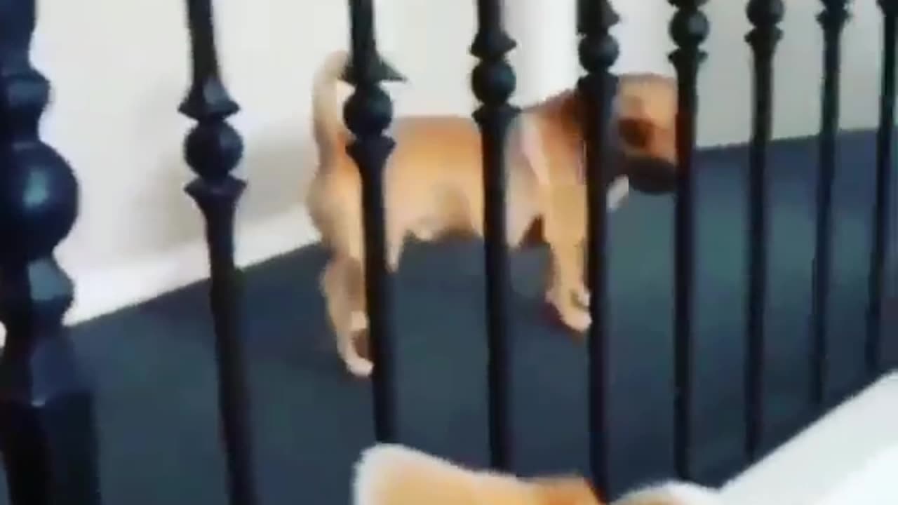 Amazing funny dogs 🐕