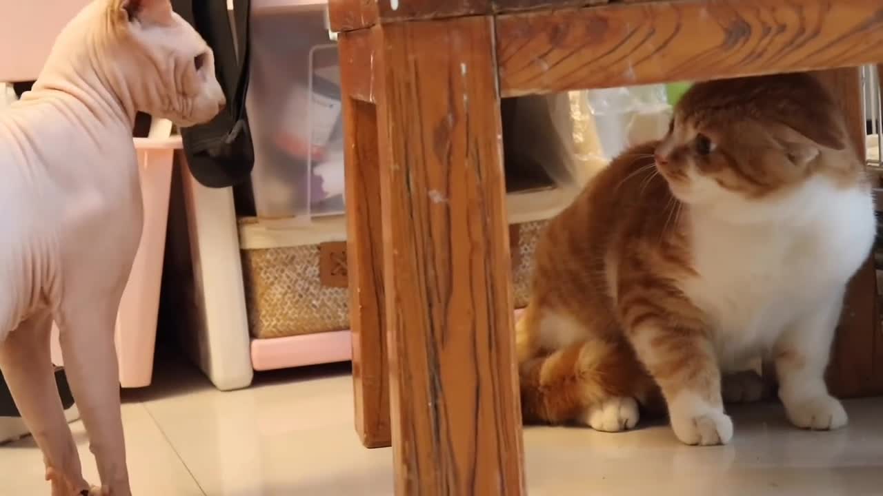 Chinese orange cat reacts to Canadian hairless cat, like seeing a ghost