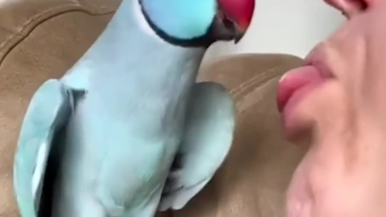 Talking Parrot Interacts Adorably With Owner