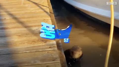 The unexpected reaction of the baby sea otter, · · and mother who fell from the dock. Why? Why?