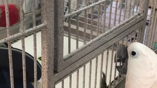 Cardinal bird trying to reach its owner's shoes (1)