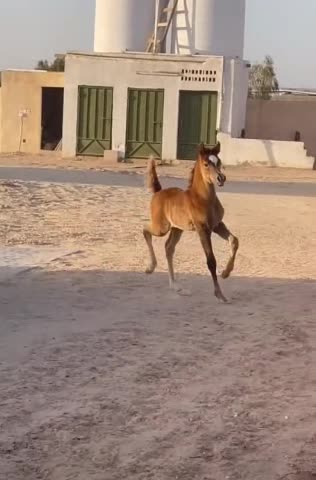 ARABIC HORSE IN TREND 2022