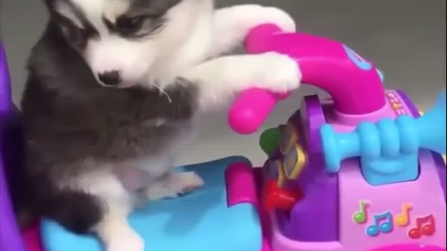 Come ride with this Husky Puppy!