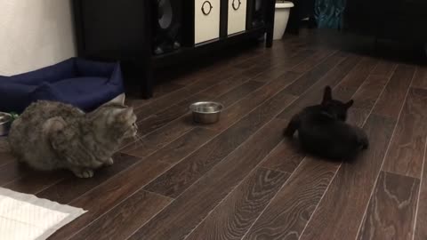 The first day of acquaintance of a French bulldog puppy with a cat