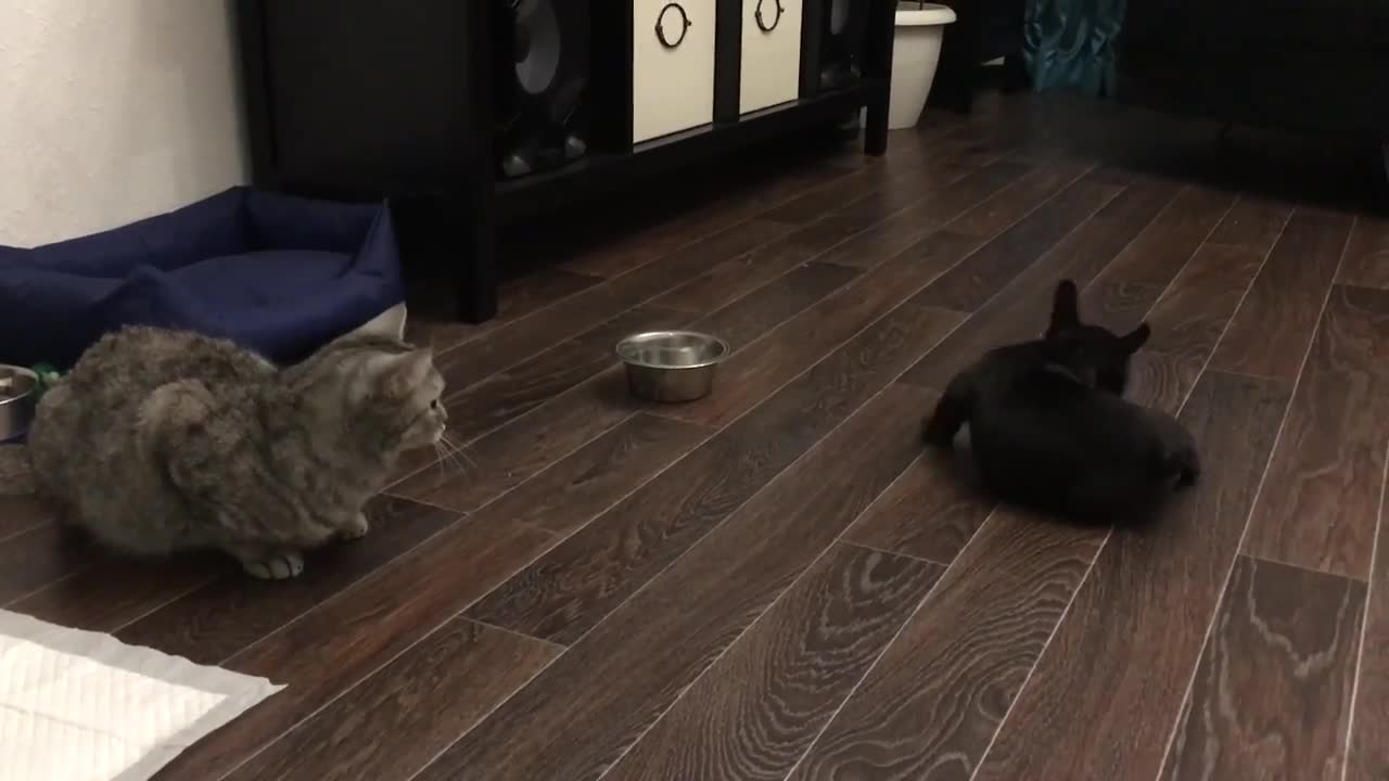 The first day of acquaintance of a French bulldog puppy with a cat