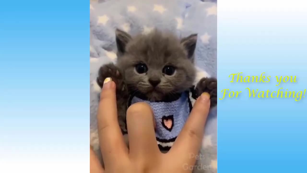funny Animals