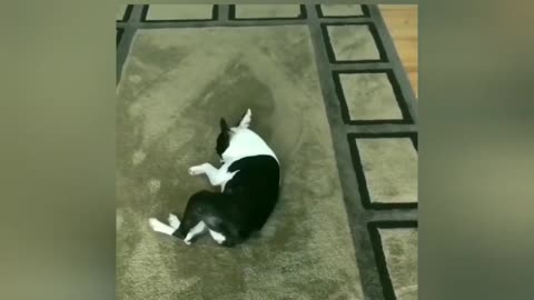 50 craziest funny thing animal can do