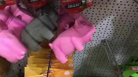 Pig Toy