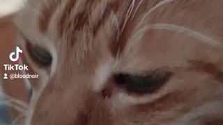 Cute older cat being loved