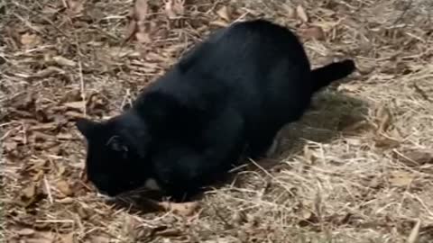 Feeding stray cats in the mountains