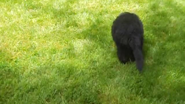 9-Week-Old Pack Of Newfie Puppies Tirelessly Chase A Tiny Dachshund