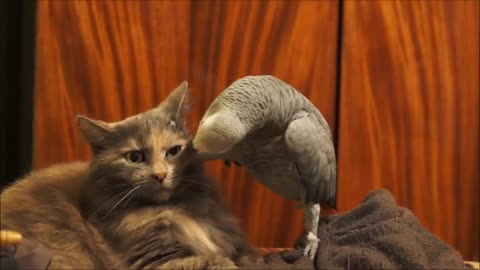 Parrot annoys cat