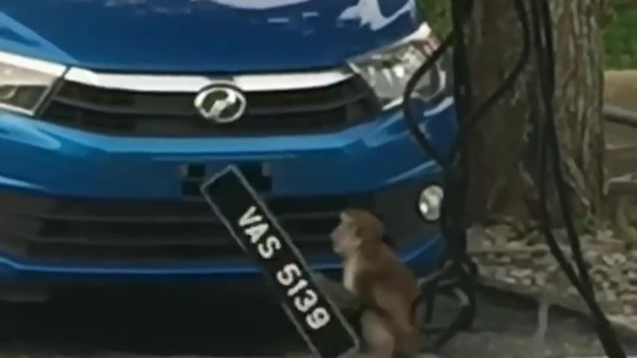 Monkey looking for car🥰🐒🐒