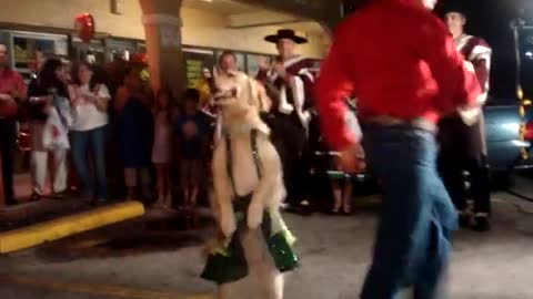 Cute Dancing Dog!