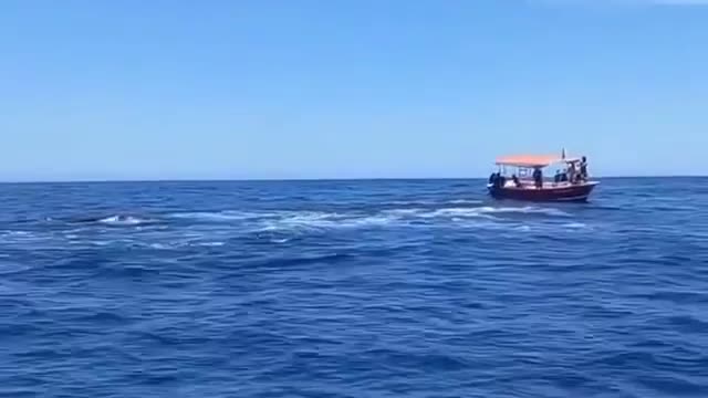 Orcas whales showing off for camera