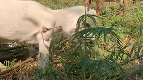 white cute goat1