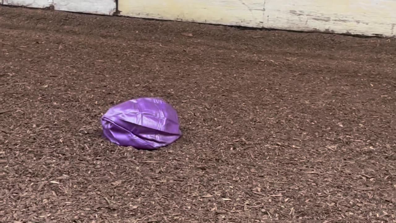 Horse Meets and Defeats Purple Exercise Ball