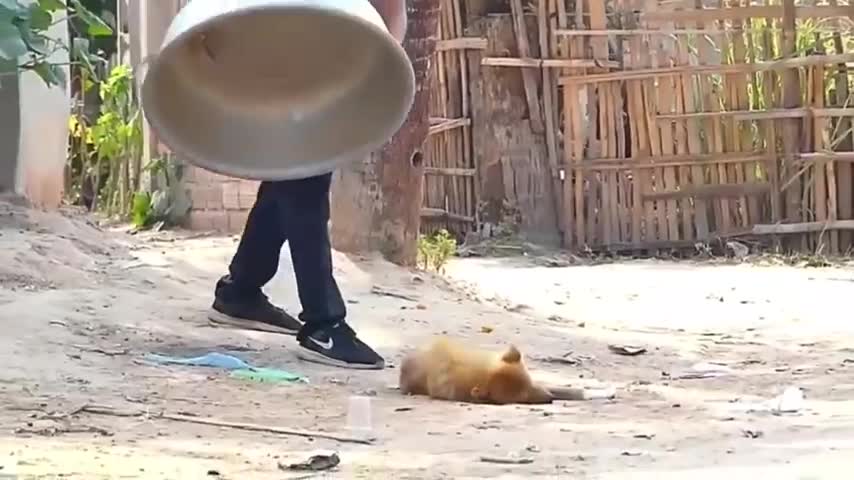 funny dog video