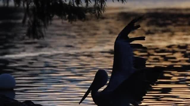 egrets